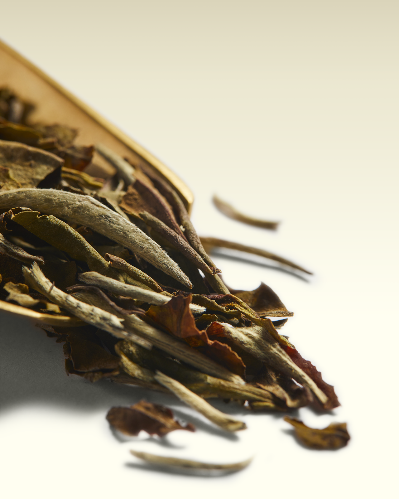 1837 White Tea | TWG Tea